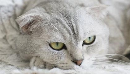 足球直播-阿联酋航空高管：与阿森纳皇马合作是明智策略|阿联酋航空企业|皇家马德里|球衣|谍照|俱乐部_新浪体育_新浪新闻